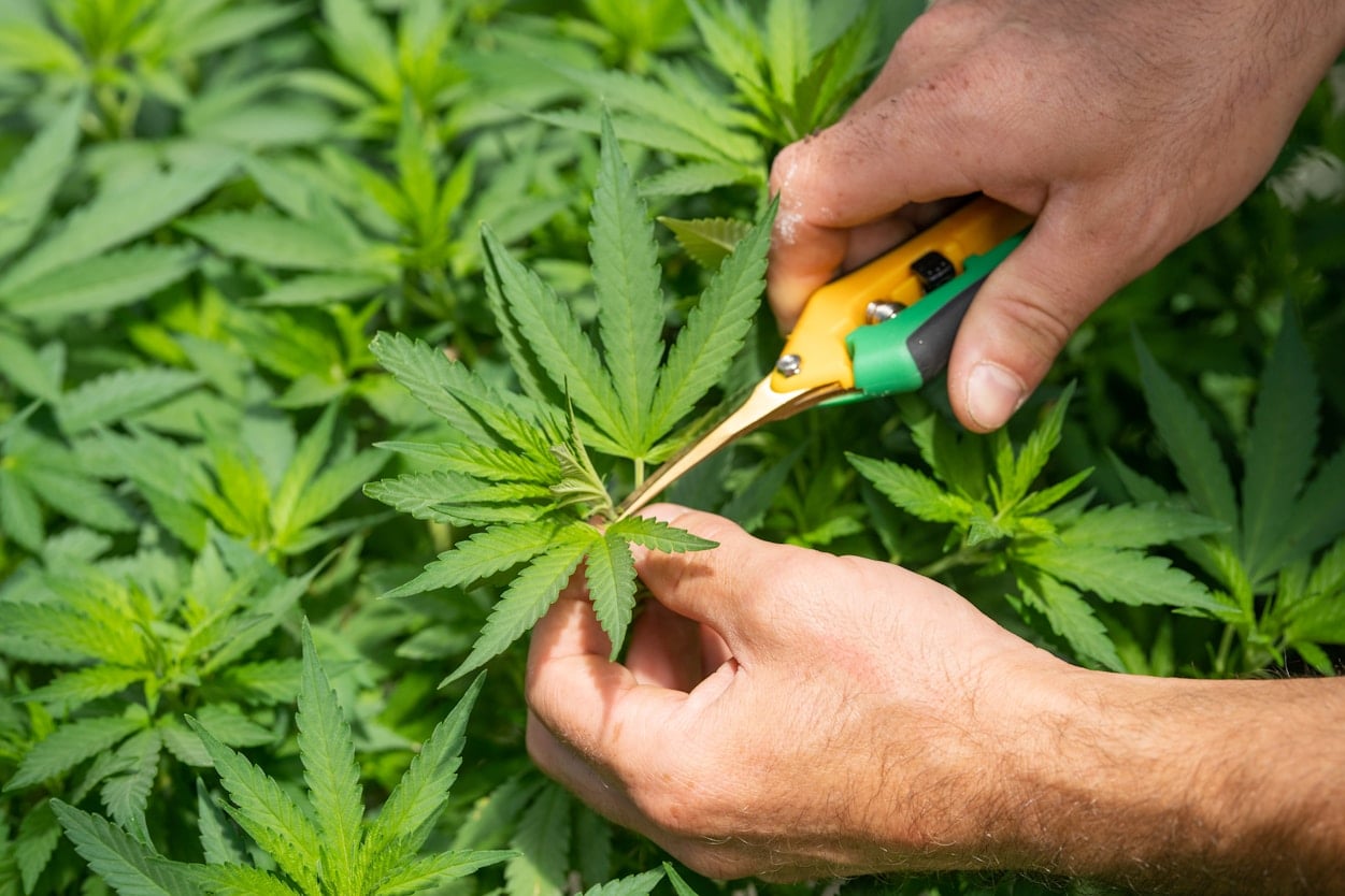 Des mains taillent un plant de cannabis avec des ciseaux de taille