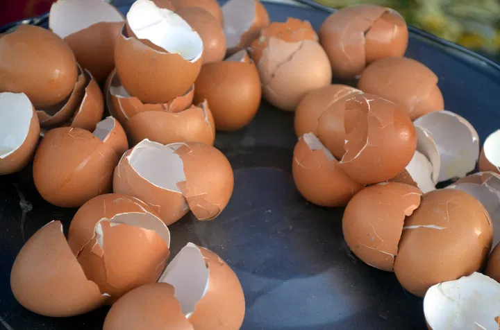 eggshells aid cannabis growth