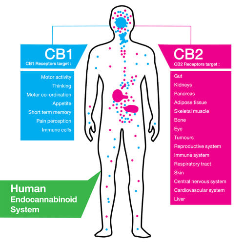 how the endocannabinoid system works