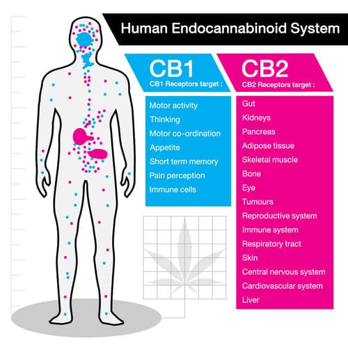 human endocannabinoid system different types of thc