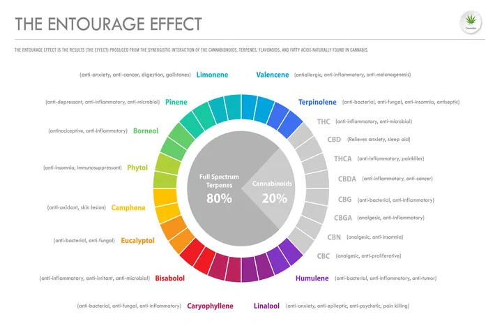entourage effect explained