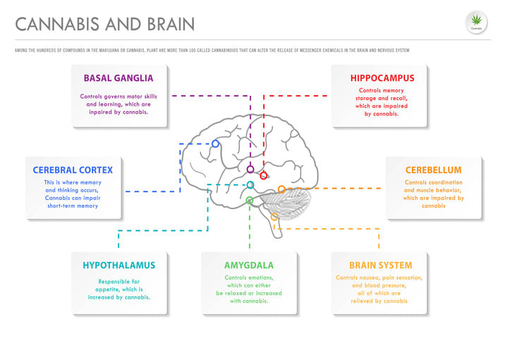marijuana effect on brain