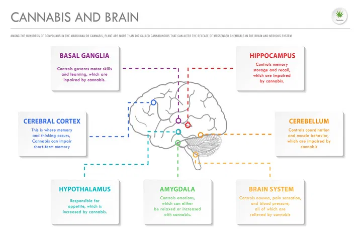 marijuana effect on brain
