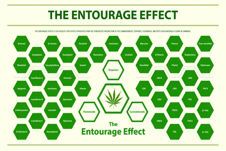 entourage effect explained