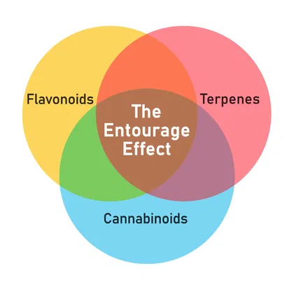 entourage effect