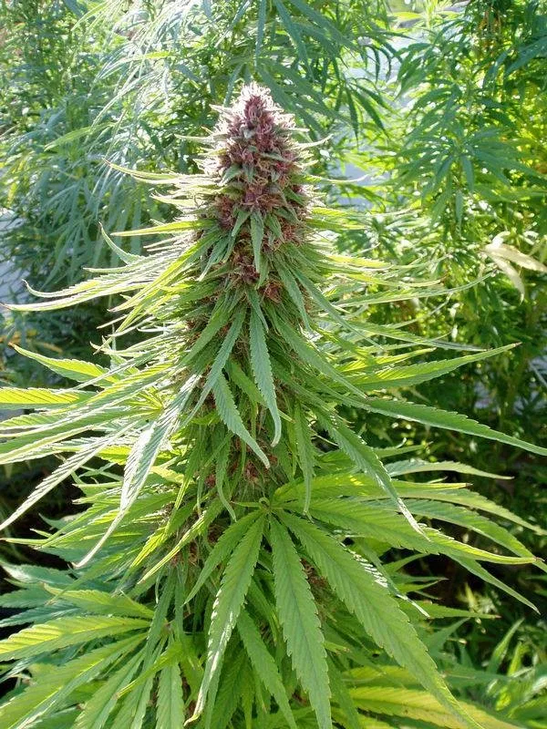 Erdpurt by Ace Seeds