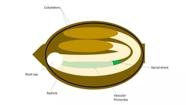 cannabis seed anatomy