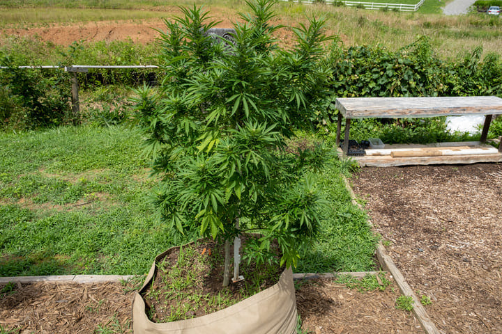 how to keep cannabis roots cool in hot climates