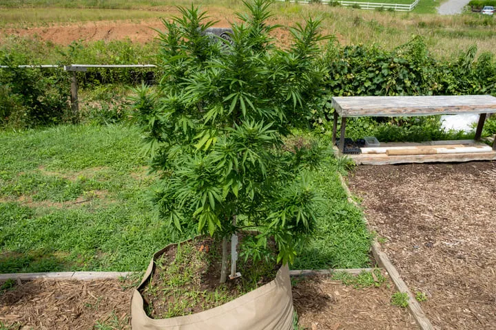 how to keep cannabis roots cool in hot climates