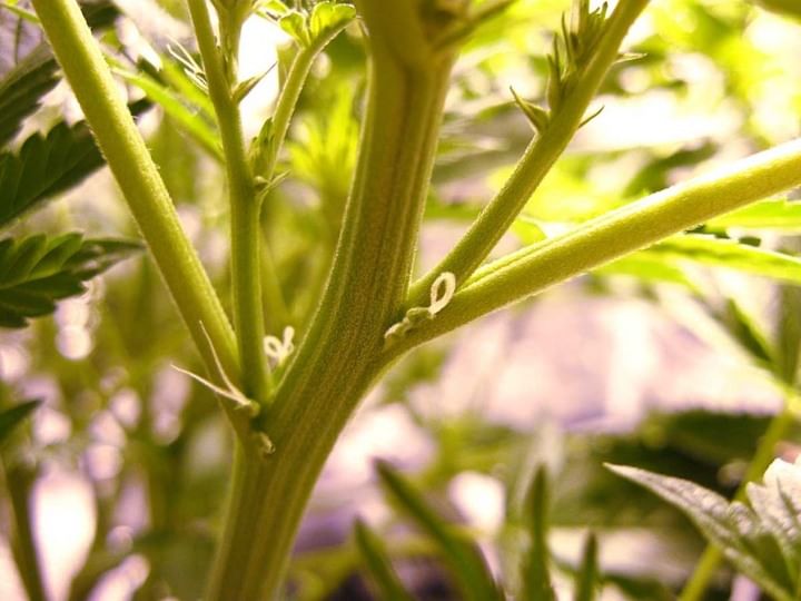 signs of male cannabis plant