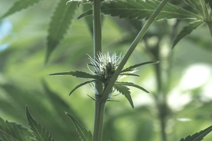 female plant identification