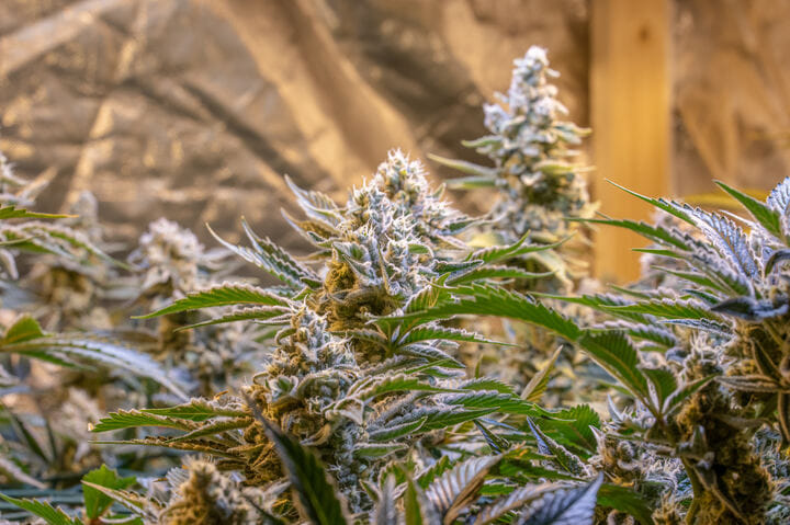 flowering cannabis