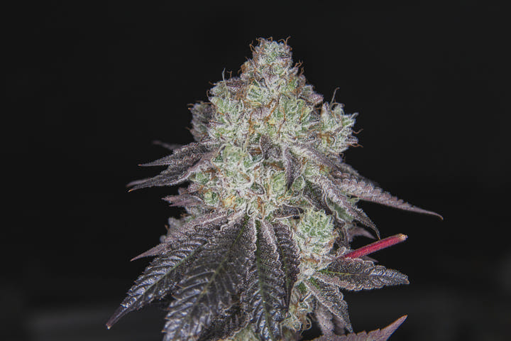 terpene production maximises during peak flowering