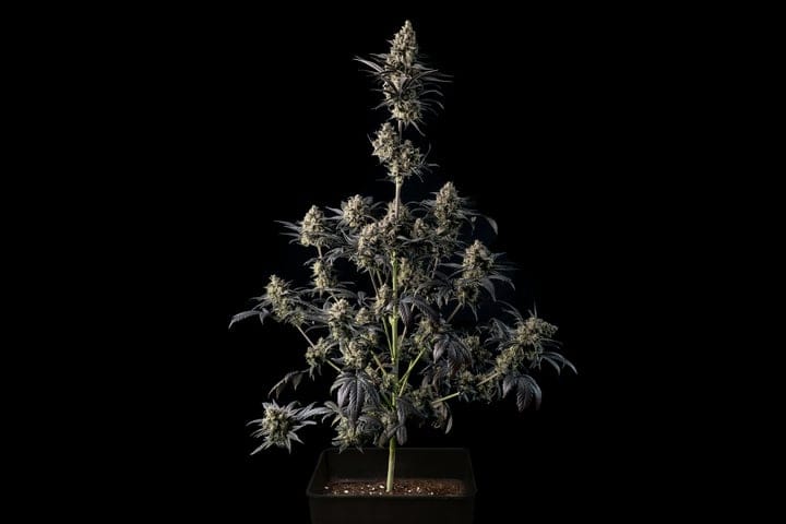 flowering cannabis in coco