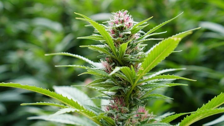 nutrients for flowering cannabis