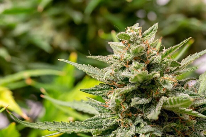 cannabis flowering late season