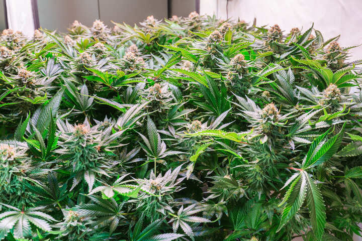 flowering cannabis needs consistency in winter