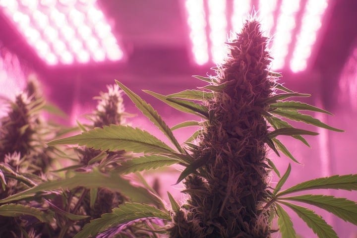 check flowering time when choosing best weed strains