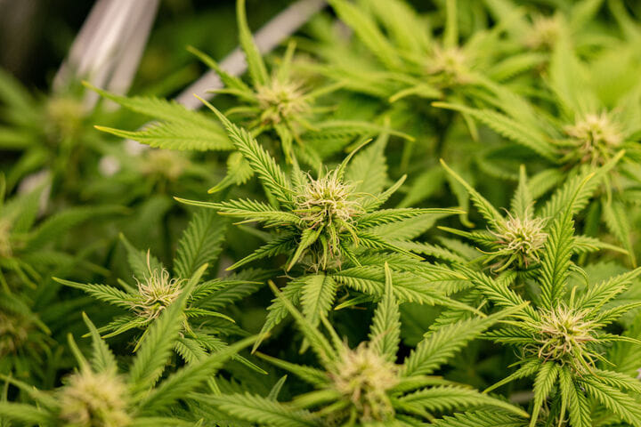 when is phosphorus most needed for cannabis?