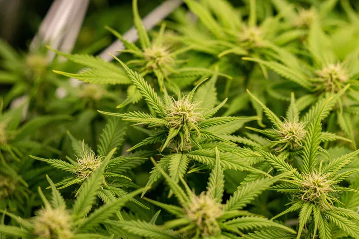 when is phosphorus most needed for cannabis?