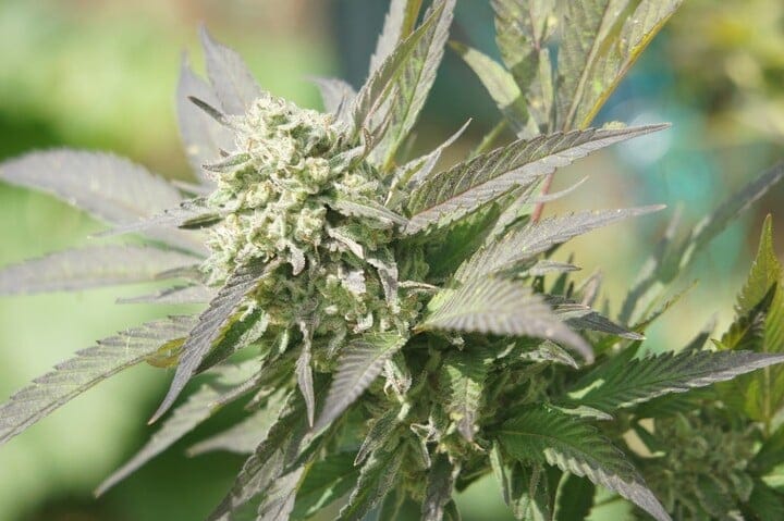 How does dry farming cannabis work?