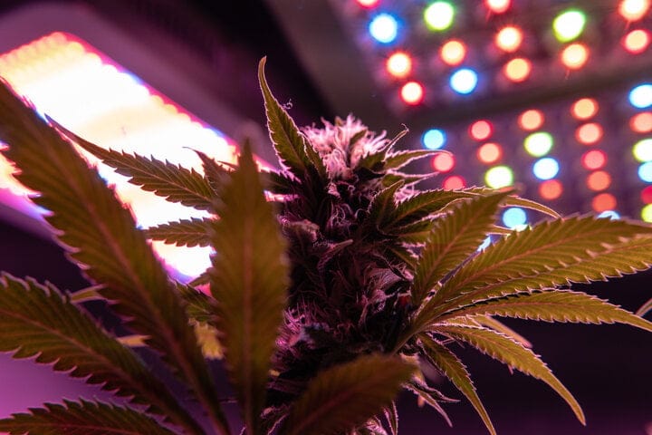 does light influence cannabis bud development