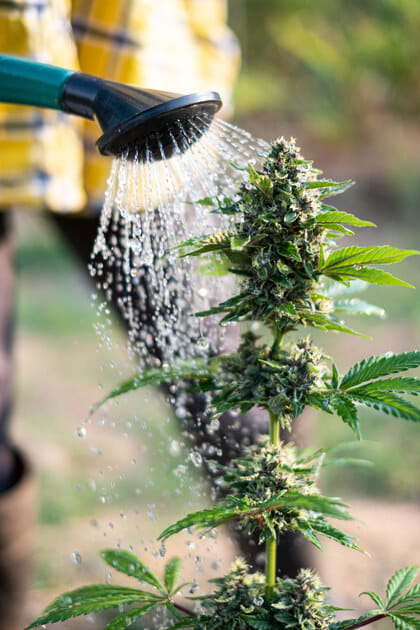 should you flush cannabis plants