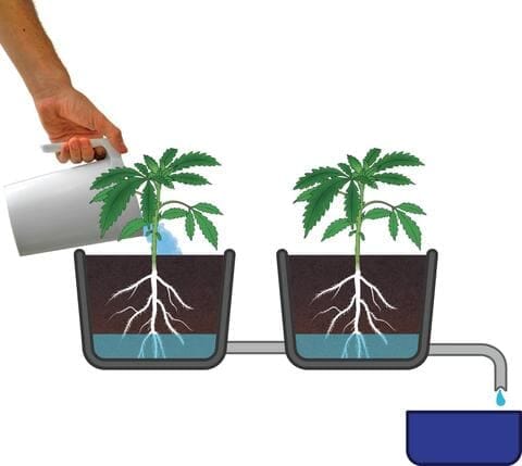 why flush cannabis plants