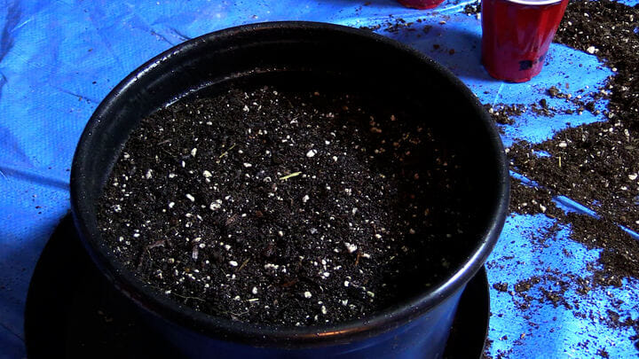 best soils for cannabis