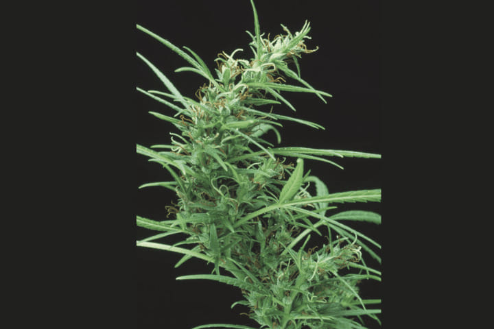 what foxtail cannabis buds look like