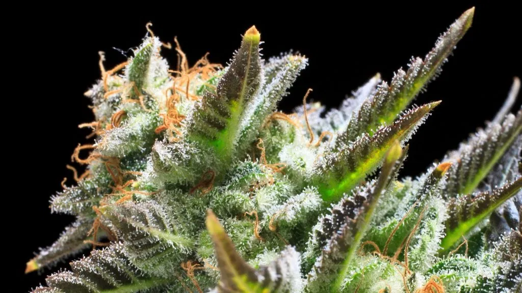 Healthy Cannabis Flower