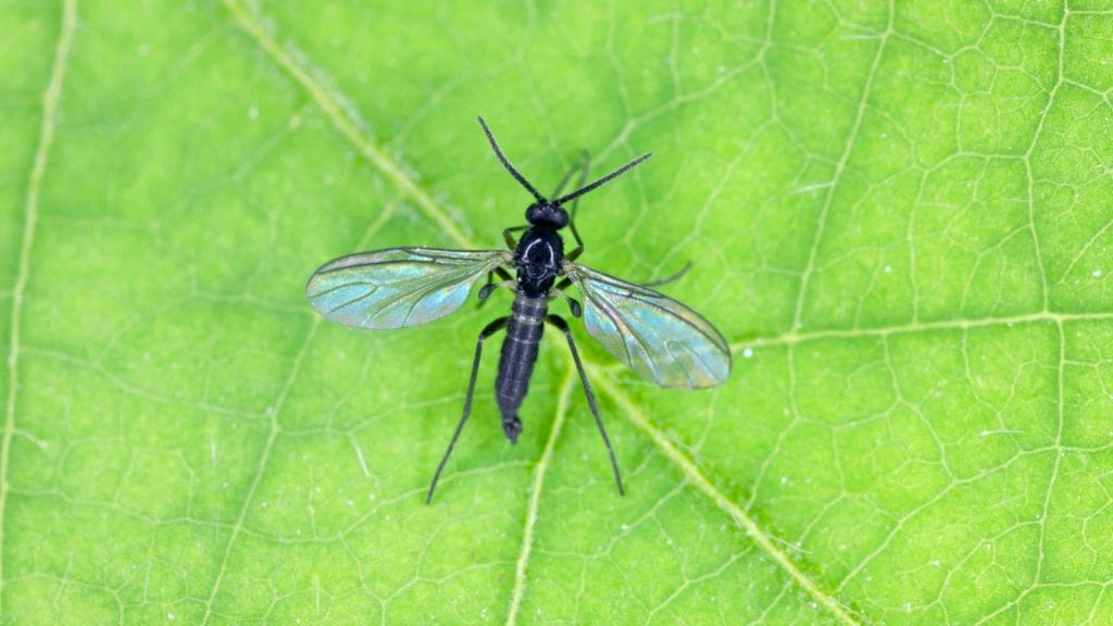 Fung Gnat up close image