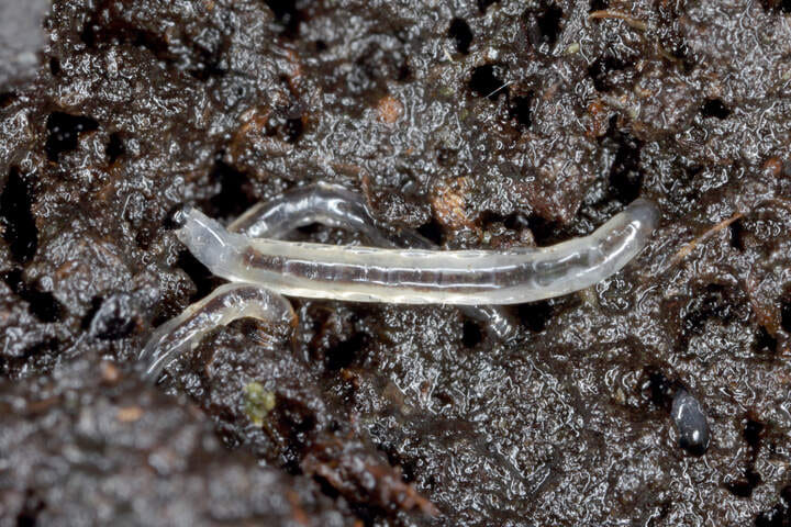 fungus gnat larvae