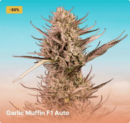 Seedsman Garlic Muffin F1 Auto