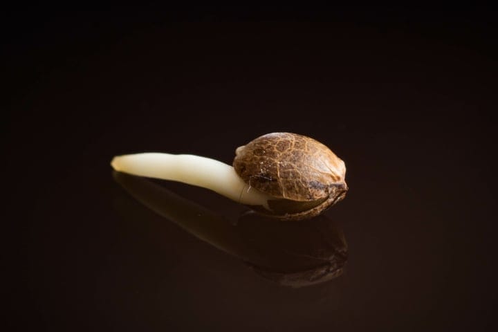 what does a germinated cannabis seed look like?