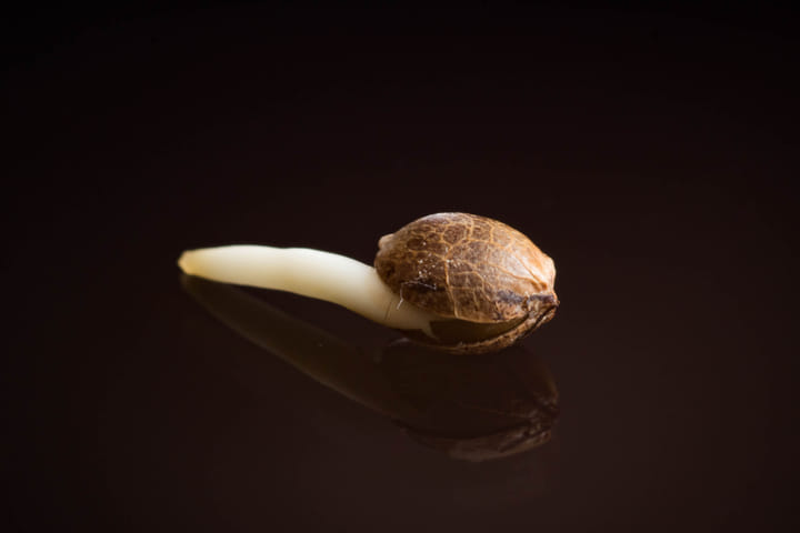 germinated cannabis seed