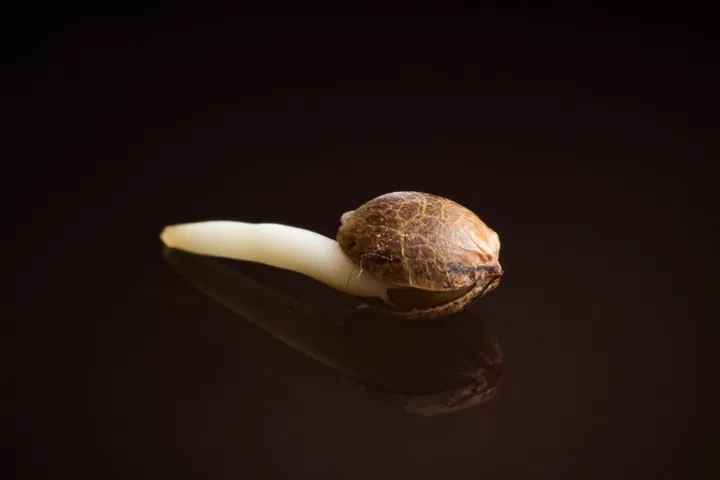 germinated cannabis seed
