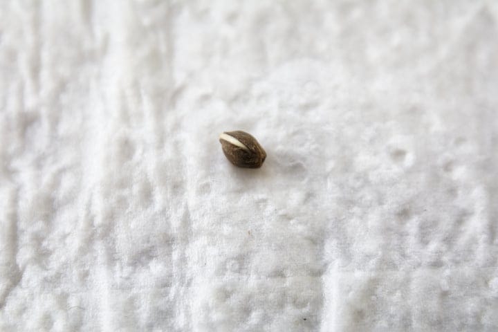germinated seed