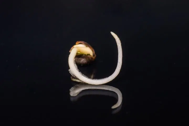 what does germination look like