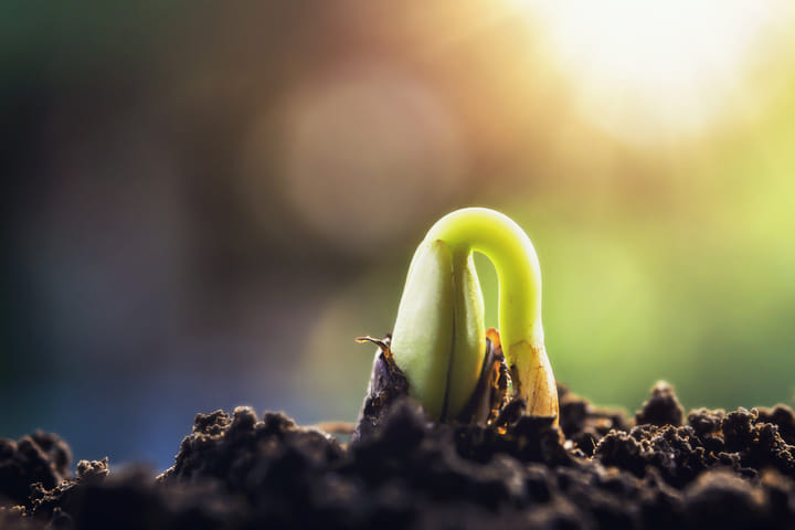 how to plant a germinated seed