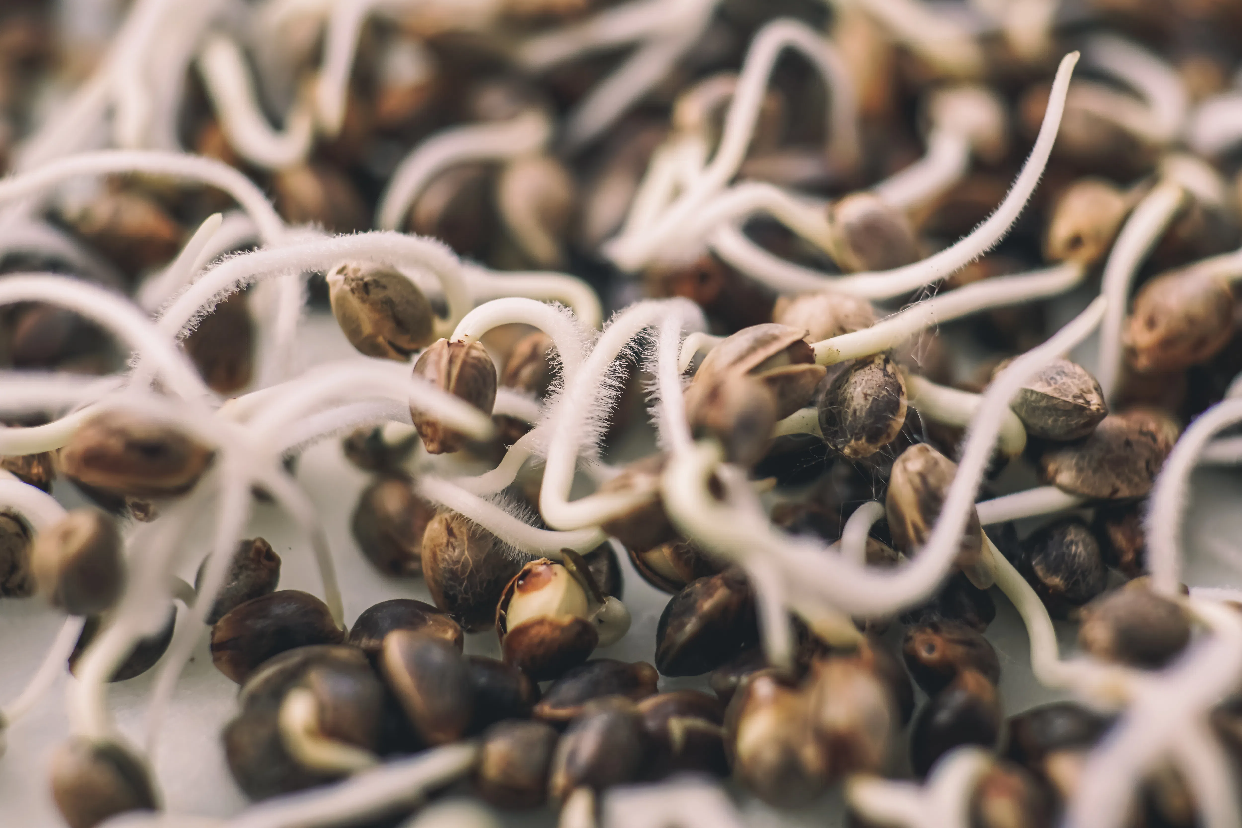 germinated seeds