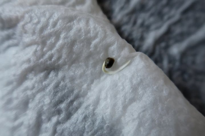 what germination looks like