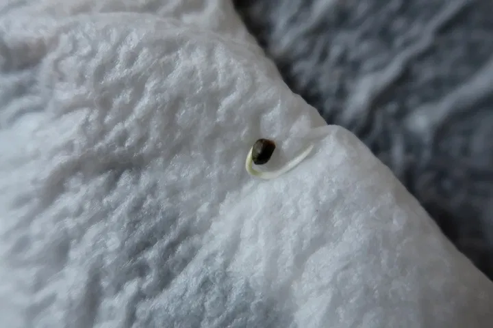 what germination looks like