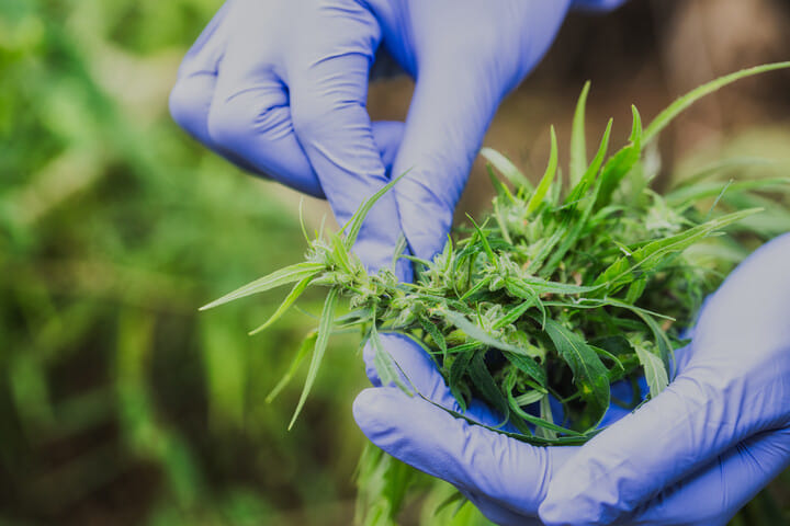 protective gloves for harvesting cannabis