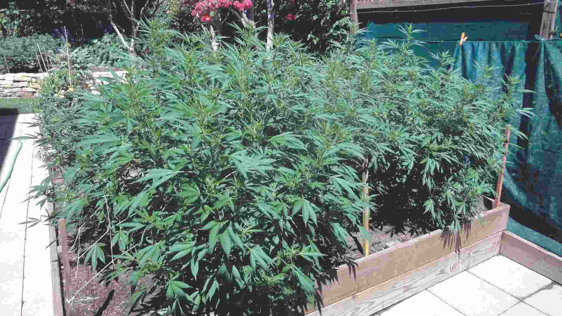 let your plants bask in sunlight