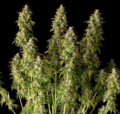 Seedsman Gorilla Candy Auto