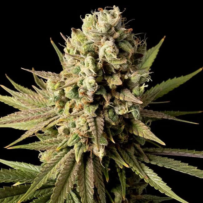 Seedsman Gorilla Gas F1 Fast