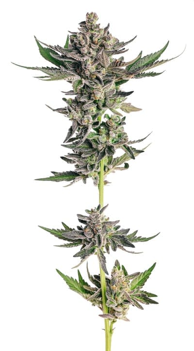 Seedsman Grapes & Cream