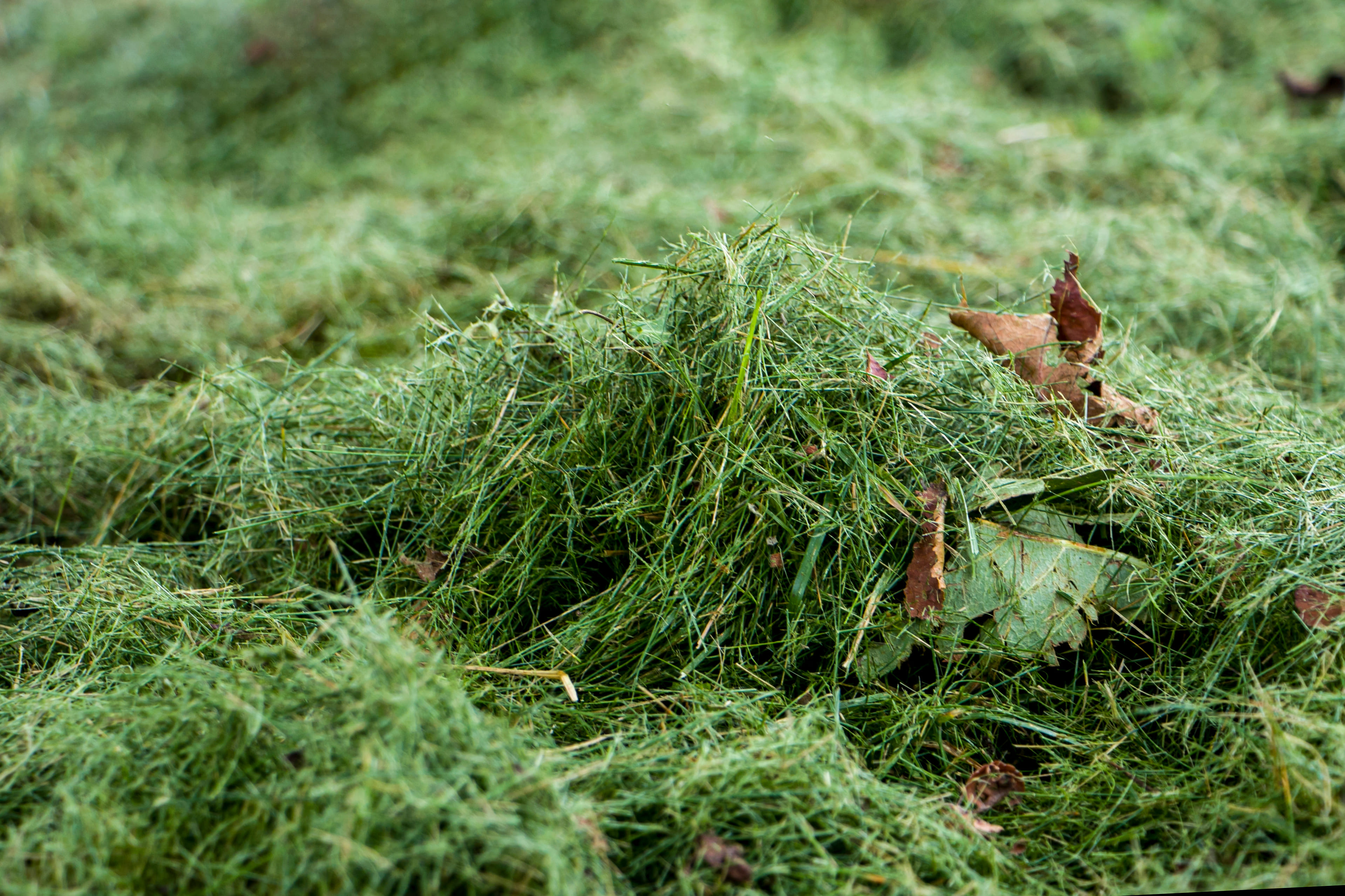grass clippings as mulch for cannabis plants