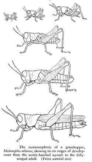 lifecycle of the grasshopper